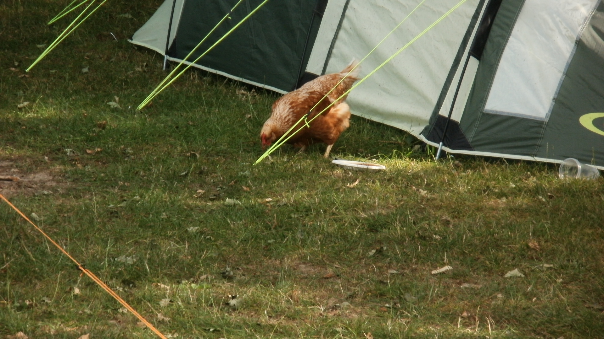 AMOC 2010 Birthday Bash