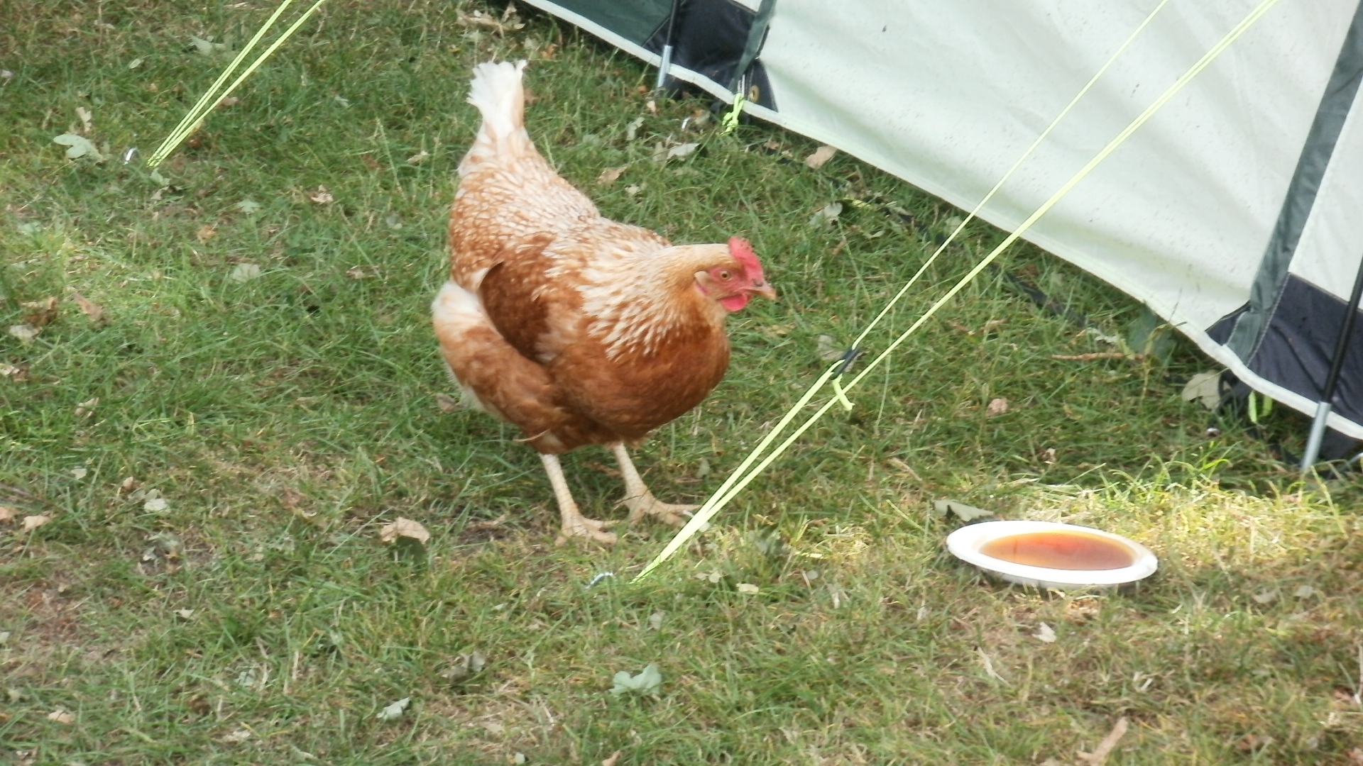 AMOC 2010 Birthday Bash